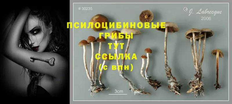 Псилоцибиновые грибы MAGIC MUSHROOMS  Белокуриха 